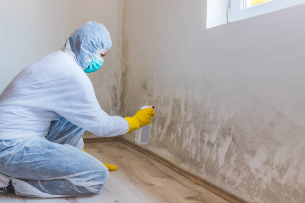 Licensed Commercial Mold Remediation service in Roxbury, MA - WQB Mold Removal